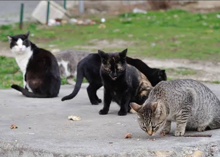 5 Makanan Kucing Kampung tanpa Ribet, Ternyata Tidak Harus Ikan, Bisa Tempe
