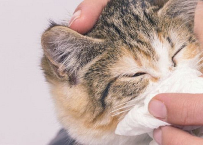 Kenali Sebelum Terlambat! Ternyata ini 5 Penyebab Kucing Bersin Terus dan 5 Cara Mengatasinya