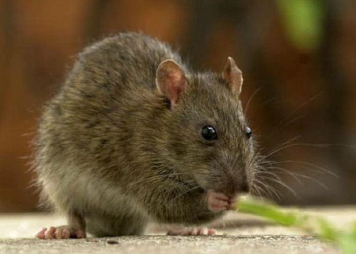 Apa Saja Bau Alami Yang Tidak Disukai Tikus? Yuk Simak 5 Baunya Disini