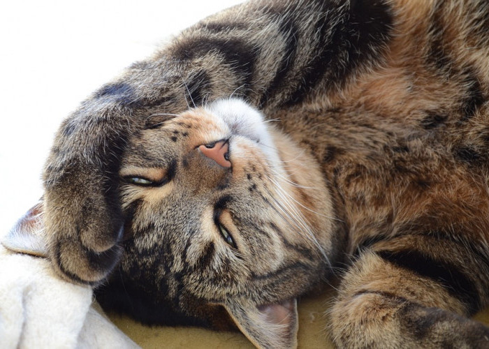 Bukan Sekedar Tidur, Ini 6 Arti Dibalik Posisi Tidur Kucing yang Penuh Makna, Apa Kamu Menyadari?