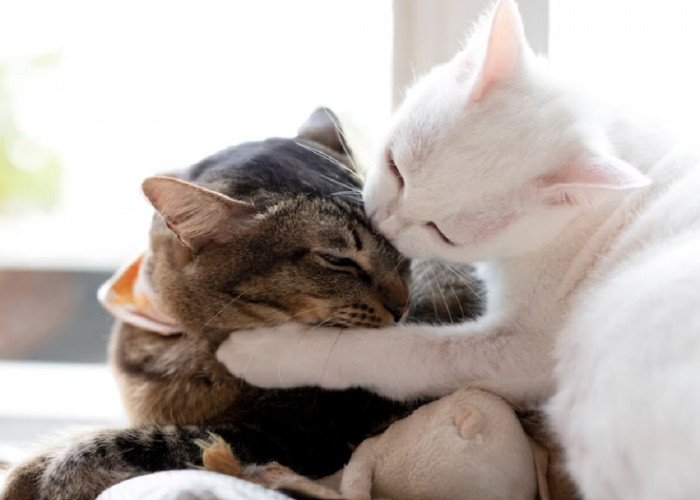 5 Tanda Kucing Sayang Sama Kita, Para Pemilik Anabul Wajib Tahu!
