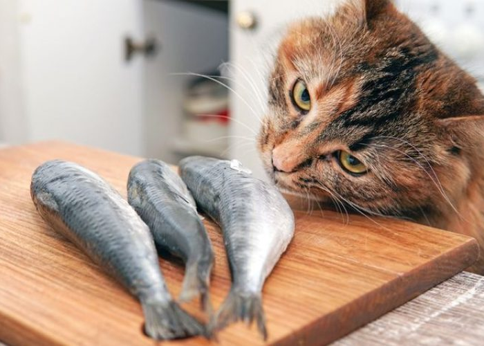 Jenis Ikan yang Baik Untuk Makanan Kucing Kampung, Bisa Cepat Gemuk dan Tumbuh Sehat!