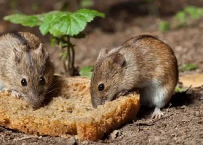 Ampuh Mencegah Tikus Berkeliaran di Rumah, Berikut 6 Cara Usir Tikus Menggunakan Baking Soda! Ini Kata Ahli