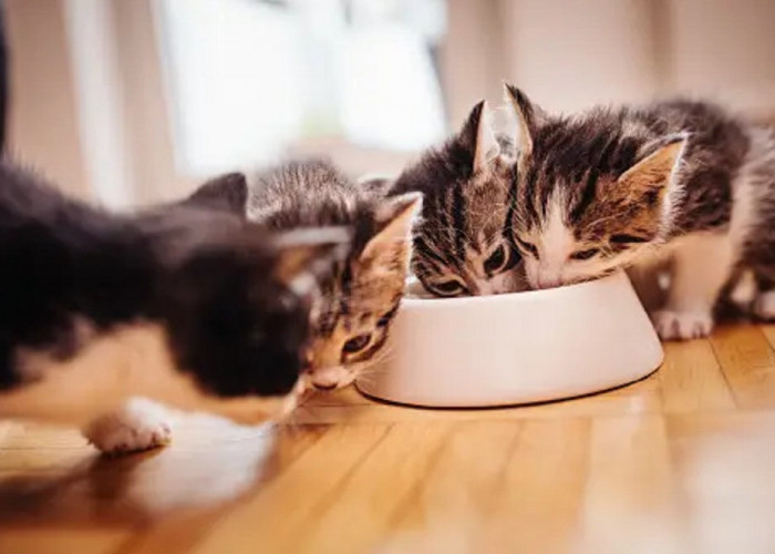 Bikin Terharu! Ternyata Ini 5 Alasan di Balik Kucing Menyisakan Makanannya, Ternyata Untuk si Kitten!