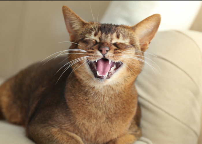 Pemilik Anabul Wajib Tahu Sih! 4 Alasan Kenapa Kucing Mengeong Keras Tanpa Henti, Waspada Musim Kawin