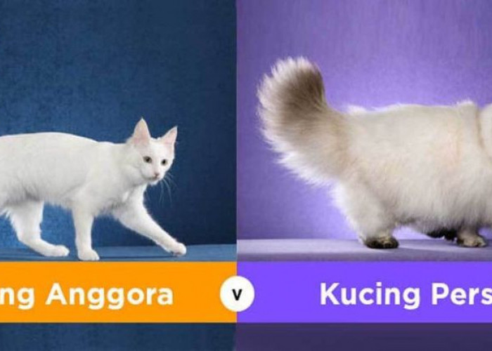 Kucing Anggora VS Kucing Persia Lebih Bagus Mana? Yuk Kenali Dulu 7 Ciri Perbedaan Sebelum Memeliharanya