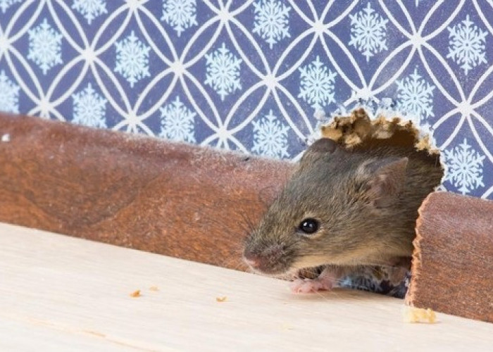 Inilah Beberapa Pendapat Peneliti Tentang  4 Cara Ampuh Menghindari Tikus Datang ke Rumah, No 1 Mudah Sekali!