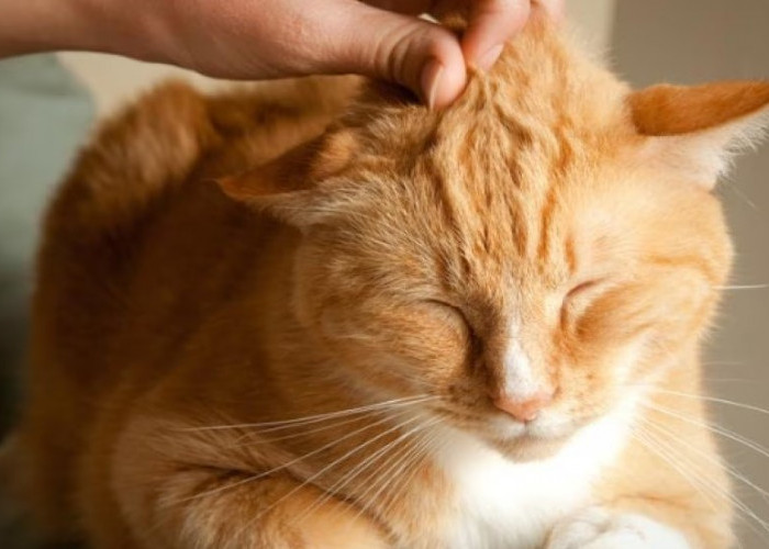 Jarang Diketahui! Berikut 4 Penyakit Kucing yang Dapat Menular pada Manusia