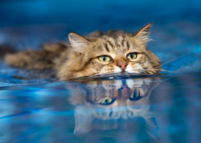 Lucu Banget! Ini 3 Ras Kucing yang Kebal Air dan Bisa diajak Berenang Bareng