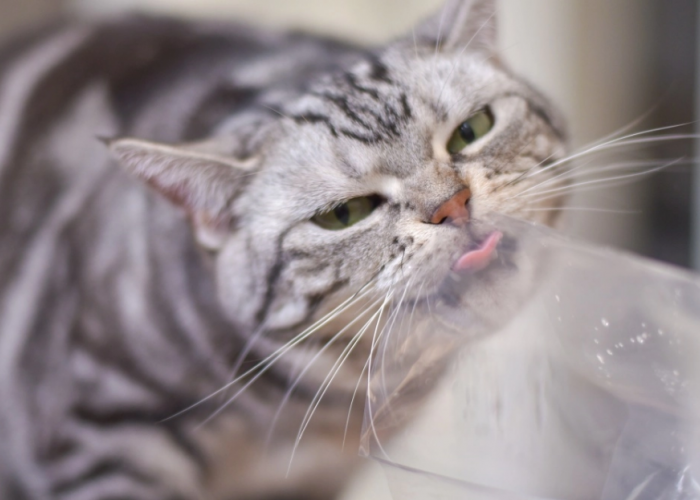 Berikut adalah 4 Cara Mengenali Kucing Sedang Lapar, yang Masih Sering Diabaikan Pemilik Kucing
