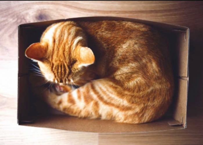 Simak 5 Alasan Kenapa Kucing Suka Tidur di Tempat Sempit dan Suka Menyempil Berikut