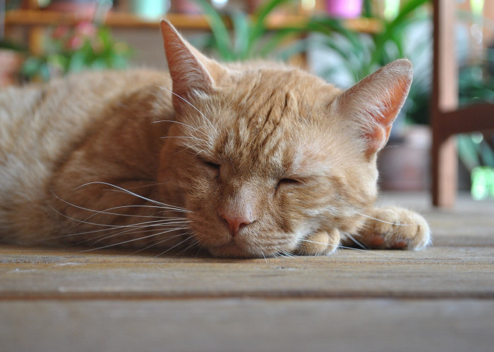 Sering Terlihat Tidur Terus, Berapa Lama Kucing Tidur Dalam Sehari? Ini Waktu Tidur Kucing yang Ideal