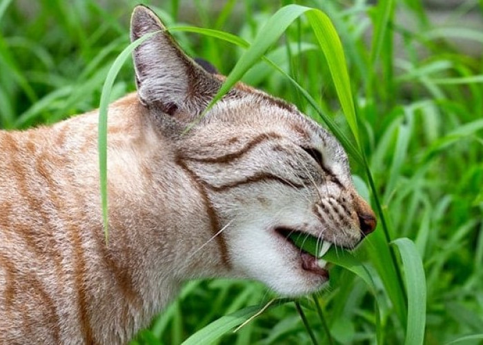 Bukan Indikasi yang Berbahaya? InI 4 Alasan Mengapa Kucing Suka Muntah Rumput