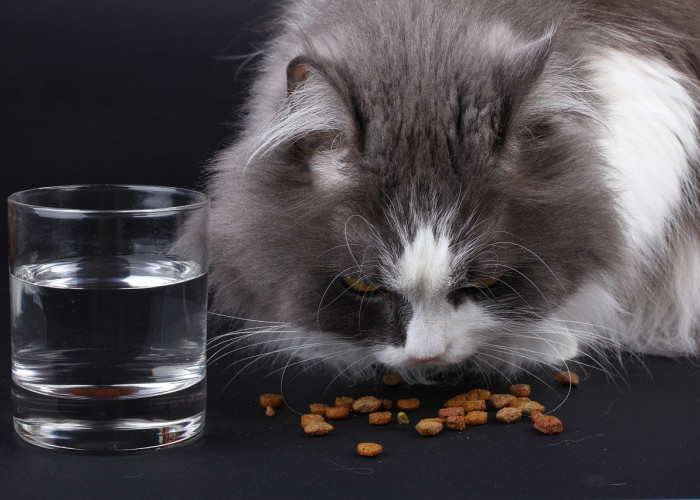 5 Rekomendasi Makanan Kucing Murah Tapi Berkualitas, Mudah Didapatkan Pula!