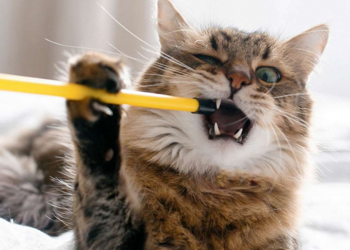 No. 4 Sering diabaikan! Ini 4 Cara Kucing Mengatakan Mereka Lapar pada Kita, yang Jarang diketahui