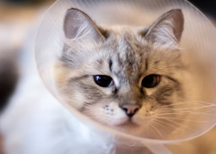 Berapa Harga Sterilisasi Kucing di Tahun 2024? Apa Persyaratannya?