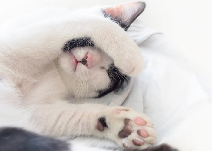 Sering Disepelekan Bikin Kucing Makin Stres, Inilah 3 Penyebab yang Harus Dihilangkan dalam Menghadapi Kucing 