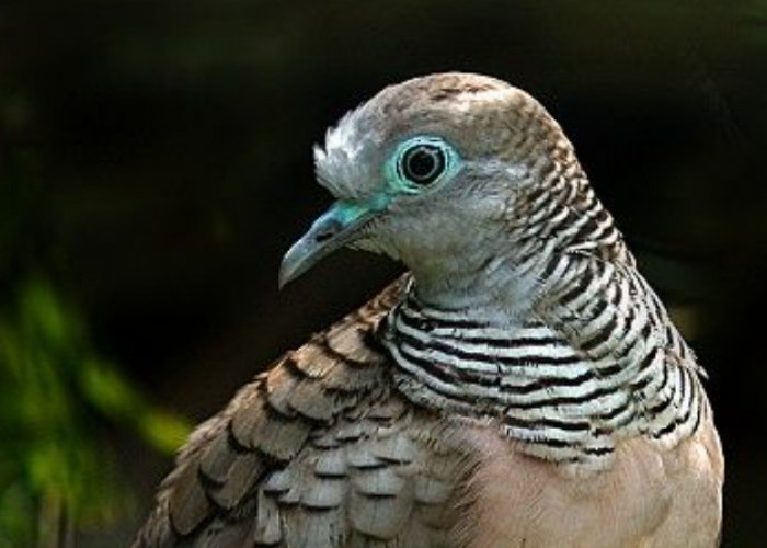 5 Ciri Khas Burung Perkutut Jawa, Burung Mungil dengan Keunikan Katurangga