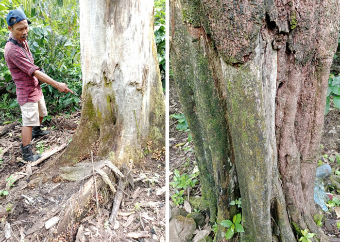 Respons BTNGC Terkait Laporan Puluhan Pohon Endemik Gunung Ciremai Mati: Masih Dalam Penyelidikan