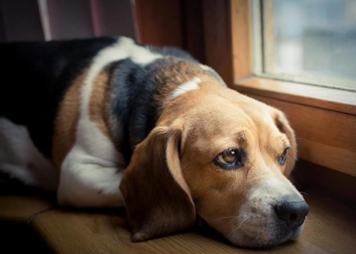 Ternyata Beginilah Cara Mengenali Tanda Anjing Peliharaan Kesepian, dan Cara Mengatasinya