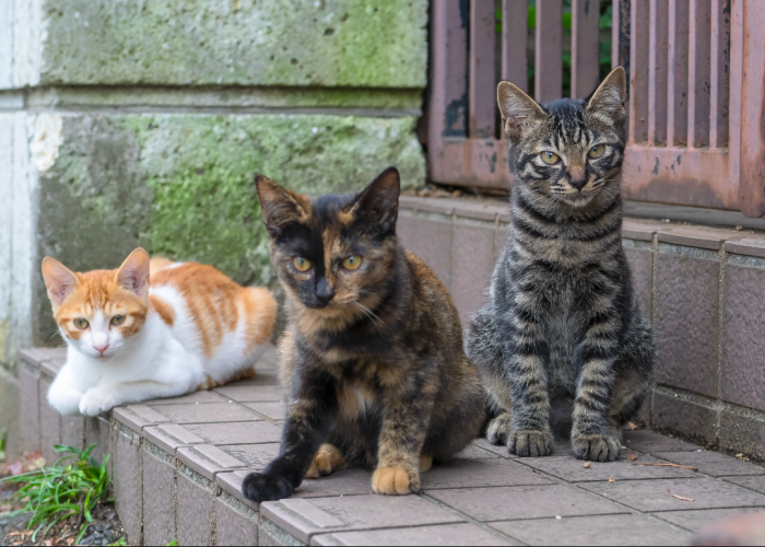 Inilah 5 Alasan Kenapa Banyak Kucing Liar Berkeliaran di Halaman Rumah Kita, Jadi Hama!