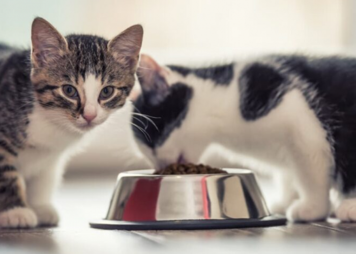 Bisa Dipilih! 5 Merk Makanan Anak Kucing yang Murah sampai yang Mewah