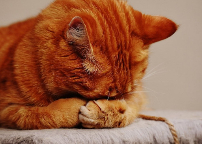 4 Tanda Kucing Sedang Sedih, Nomor 4 Bikin Sakit Hati! Menjadi Penyebab Kucing Kabur dari Rumah!