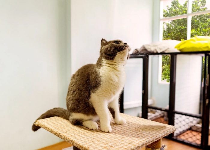 Yuk Simak 5 Tips Meninggalkan Kucing dalam Waktu Lama saat Pergi Mudik, Anabul Rentan Stres