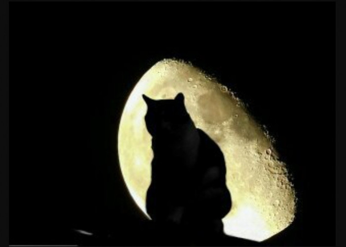 Kode Alam Kucing Mengeong Tengah Malam yang Jarang Diketahui