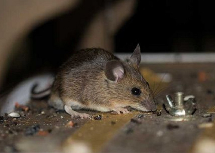 Sulit Mengusir Tikus Dari Plafon Rumah? Yuk Ikuti 5 Cara Praktis Mengusir Tikus Dari Plafon Rumah