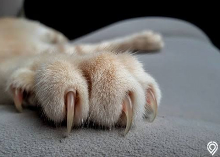 6 Alasan Kenapa Kucing Suka Mencakar Sofa 