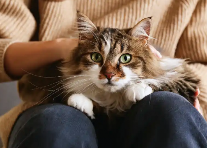 Penting Bagi Kesehatan? Berikut 7 Manfaat Memelihara Kucing Kampung atau Kucing LIar yang Perlu Kamu Ketahui
