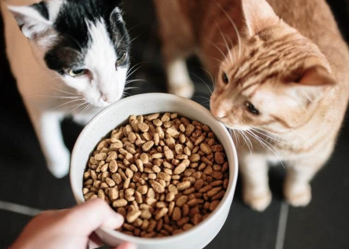 Perhatikan 5 Kesalahan Memberi Makan Kucing yang Sering Dilakukan, Nomor 2 Paling Sering Diabaikan