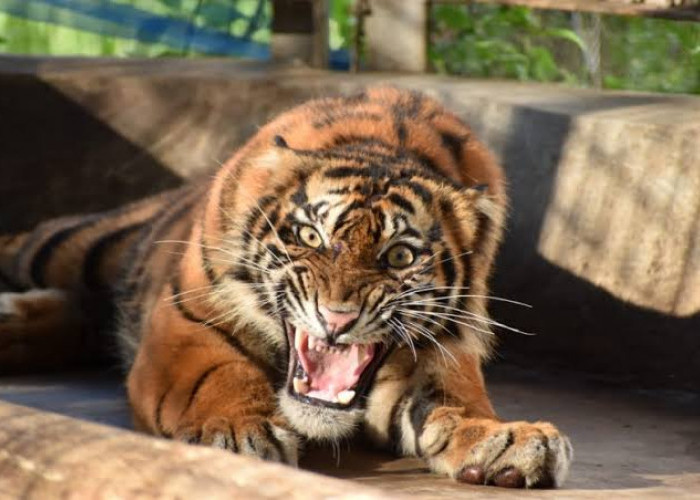 Konflik Manusia dan Harimau, Sudah Lama Terjadi dan Tercatat dalam Sejarah