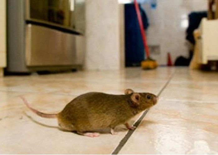 Bagaimana Cara Mengetahu Tanda-tanda Tikus di Rumah? Berikut 7 Tanda Tikus Bersarang, Cepat Ketahui Yu!