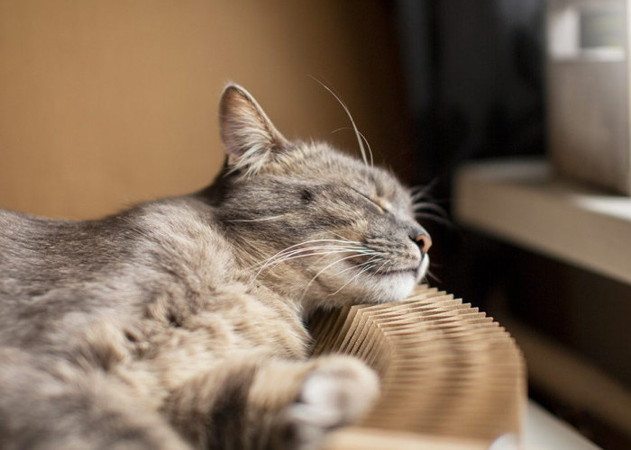 5 Macam Obat Alami untuk Kucing Sakit, Salah Satunya Bisa Pakai Tanaman