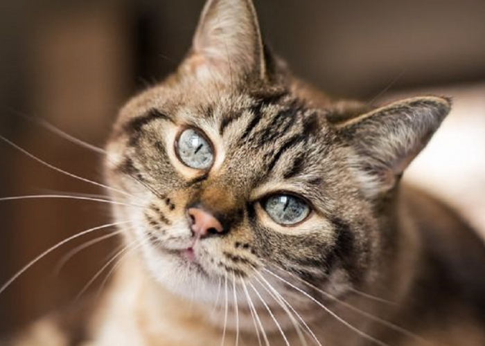 Berapa Usia Maksimal Seekor Kucing? Inilah Beberapa Fakta Tentang Usia Seekor Kucing