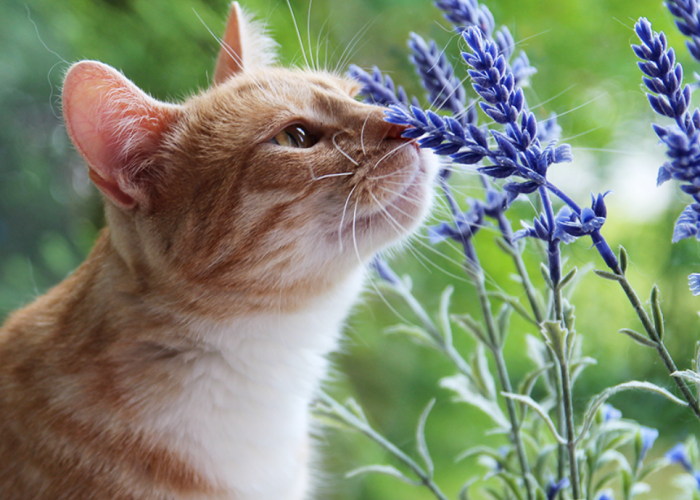 Punya Efek Aromaterapi Buat Kucing, Inilah 5 Tanaman yang Aromanya Disukai Anabul