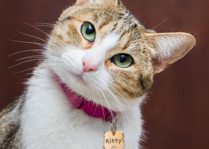 11 Ide Nama Kucing Pembawa Rezeki, yang Memiliki Arti Keberuntungan dan Nasib Baik!