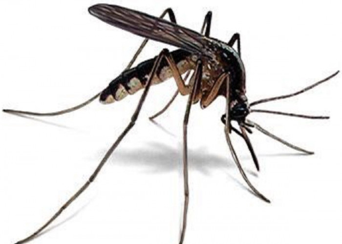 Baunya Tidak Disukai Nyamuk, Inilah 6 Aroma Alami Yang Tidak Disukai Nyamuk Yang Jarang Diketahui