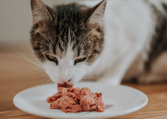 Gak Perlu Repot! Inilah 3 Cara Menyiapkan Makanan Kucing di Rumah, Gampang Banget 