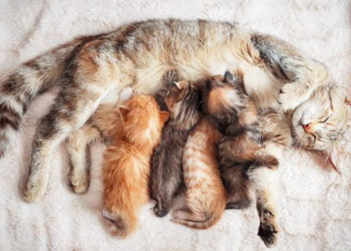 Bisa Makan Anaknya Sendiri, Ini 5 Ciri Kucing Stres setelah Melahirkan yang Harus Diketahui