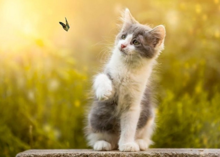 Kenapa Kucing Senang Memburu Serangga Terbang? Ternyata ini 3 Alasannya 