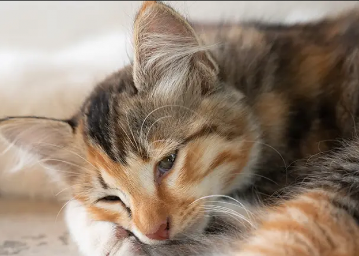 Perhatikan 6 Cara Mengobati Kucing Kejang Dengan Melakukannya di Rumah