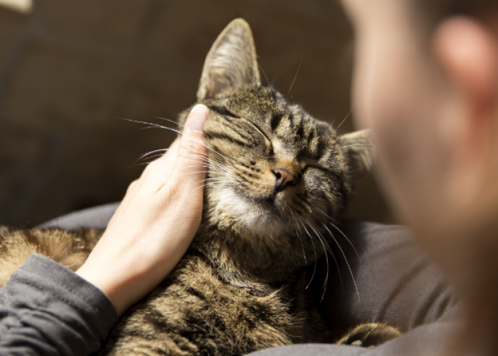Tidak Sembarangan, Inilah 5 Tips Perawatan Kucing Hamil yang Perlu Diketahui
