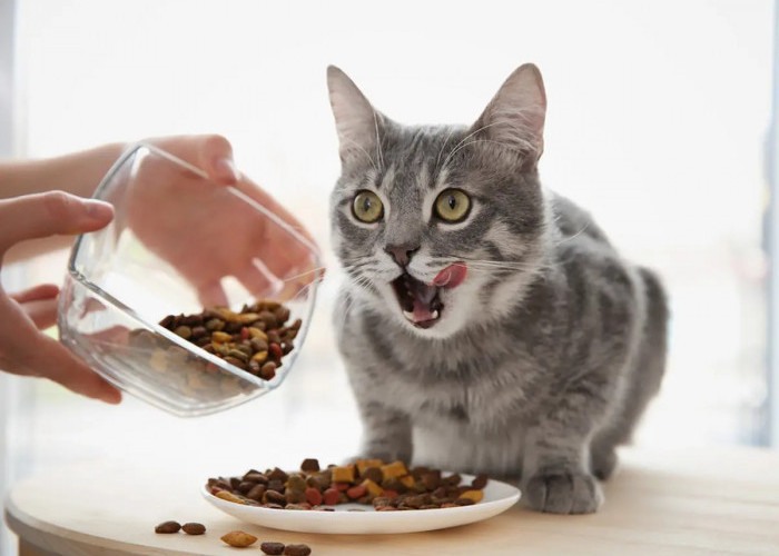 Ketahui Yuk 3 Alasan Kucing Peliharaan Tidak Menghabiskan Makanan, Jangan Sampai Membuat Sakit!