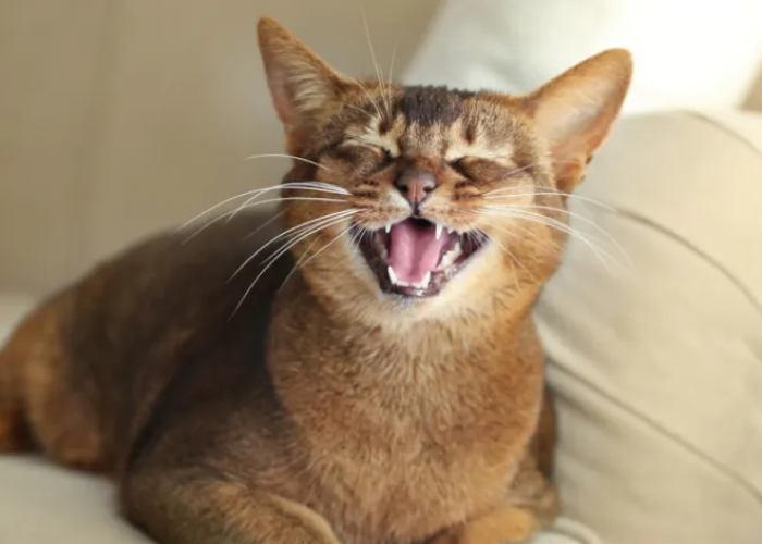Ini Cara Kucing Menyapa Kita! Berikut 4 Arti dari Suara Kucing, yang Ternyata Punya Beragam Maksud!