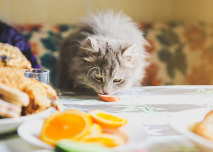 Tak Perlu Kasar Usir Kucing Liar, Cukup Pakai 6 Aroma yang Tidak Disukai oleh Kucing