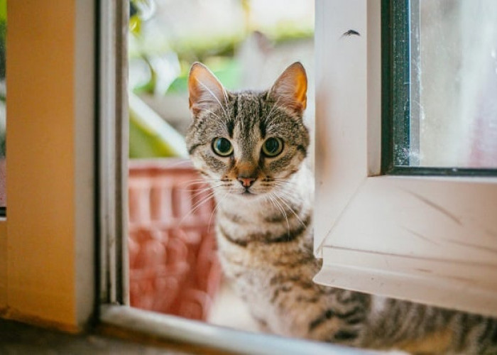 Jangan Diusir! Inilah 5 Arti Kucing Datang Ke Rumah Kita, Benarkah Melindungi Kita dari Roh Jahat?