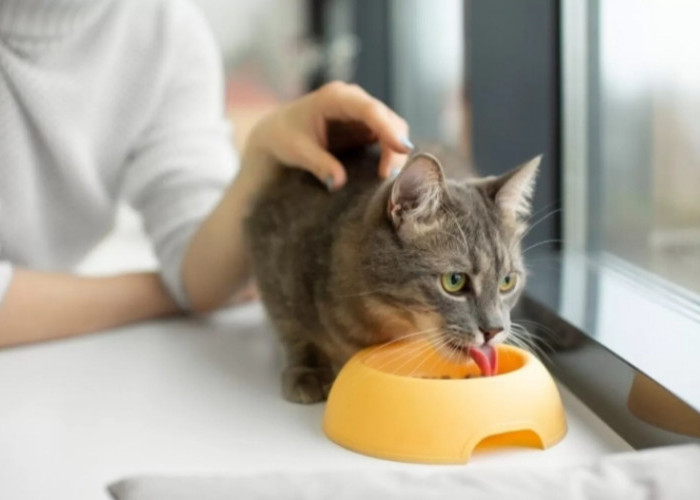 Bisa Pakai Nasi, Begini Cara Membuat Makanan Kucing Kampung di Rumah yang Mudah dan Disukai Kucing